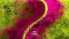 BBC Two ID - Celebratory (2018)