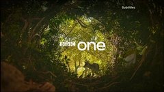 BBC 1 Magical Forest
