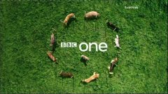 BBC 1 Dog Show