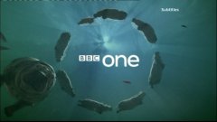 BBC 1 Hippos