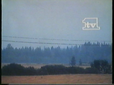 TV1 (14.10.1984)