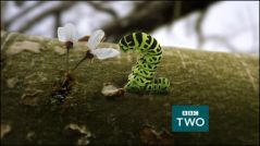 BBC2 (Springwatch)