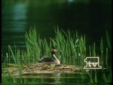 TV1 (1986)