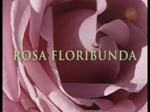 Rosa Floribunda (2008)