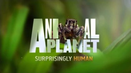 Animal Planet IDs - CLG Wiki