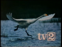 TV2 (August 13, 1981)